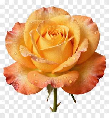 Orange Rose With Dew Drops PNG