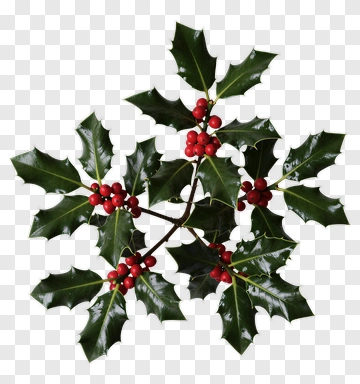 Holly Branch With Red Berries PNG