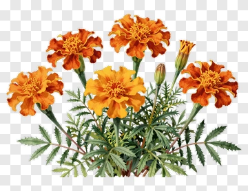 Marigold Flowers With Green Leaves PNG