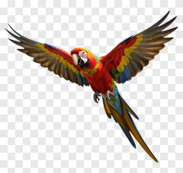 Colorful Macaw Flying PNG