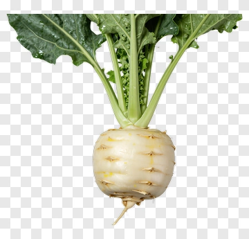 Fresh White Turnip With Green Leaves PNG