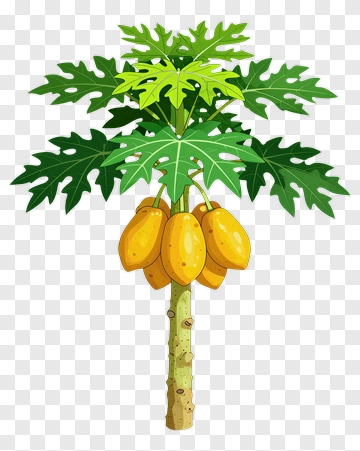 Papaya Tree With Yellow Fruits PNG