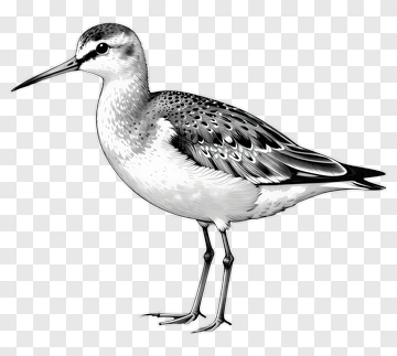 Detailed Illustration Of A Shorebird PNG