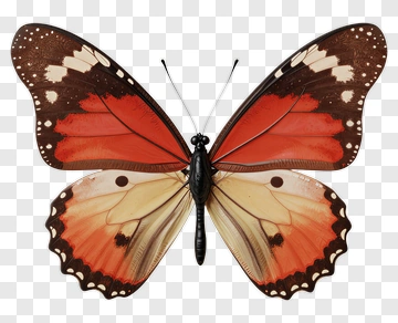 Butterfly With Red And Brown Wings PNG