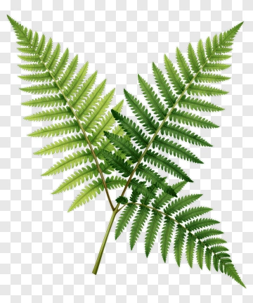 Green Fern Leaves PNG