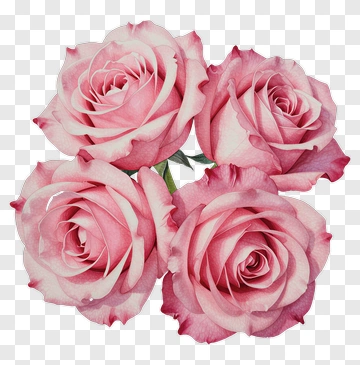 Pink Rose Bouquet PNG