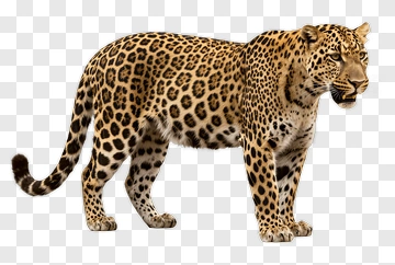 Leopard Standing In Profile PNG