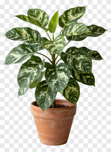 Potted Green Plant With Variegated Leaves PNG