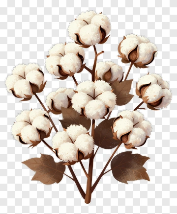 Cotton Plant With White Bolls PNG