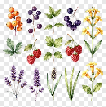 Watercolor Botanical Illustration Of Various Flowers And Berries PNG
