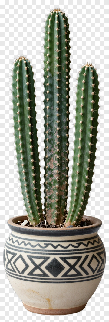 Cactus In Decorative Pot PNG