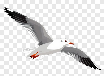 Seagull In Flight PNG