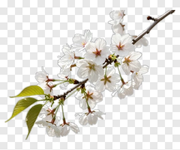 Cherry Blossom Branch With White Flowers PNG