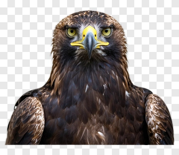Golden Eagle Portrait PNG