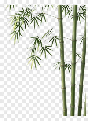 Bamboo Plant With Green Leaves PNG