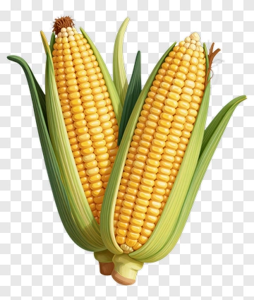 Fresh Corn On The Cob PNG