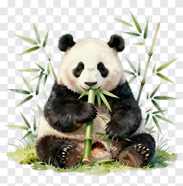 Panda Eating Bamboo PNG