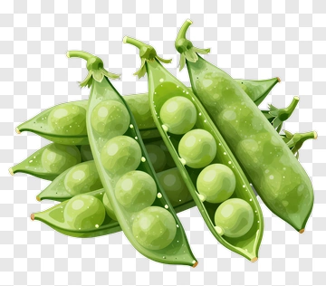 Fresh Green Peas In Pods PNG