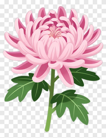 Pink Chrysanthemum Flower PNG