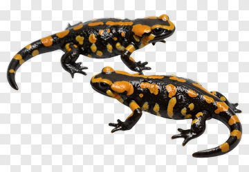 Colorful Salamander Figurines PNG