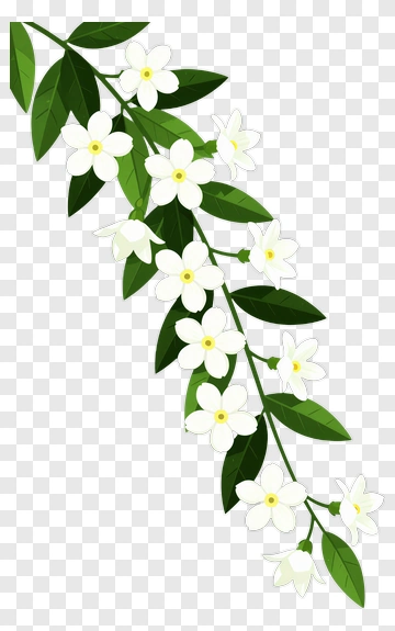 Flowering Branch With White Blossoms PNG