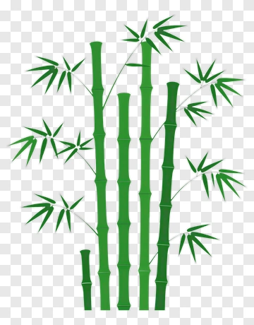 Green Bamboo Plant PNG