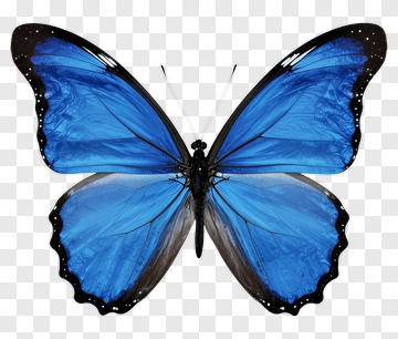 Blue Butterfly PNG