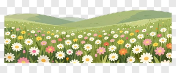 Flower Field With Colorful Daisies PNG