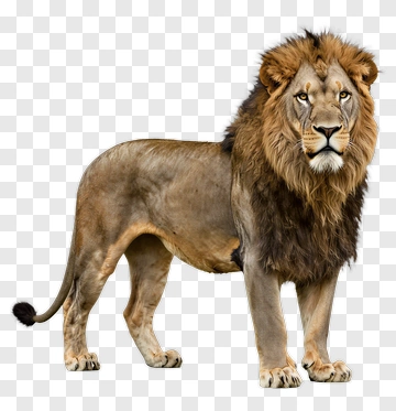 Lion With Majestic Mane PNG