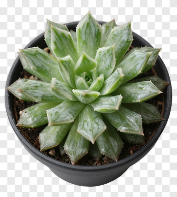 Succulent Plant In Black Pot PNG