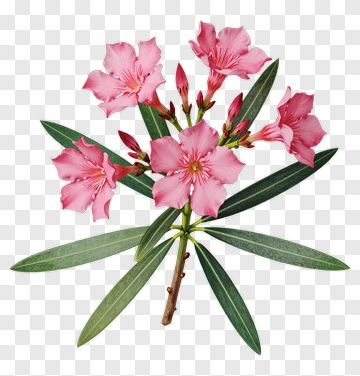 Pink Oleander Flower Bouquet PNG