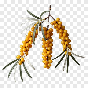 Yellow Sea Buckthorn Berries On A Branch PNG