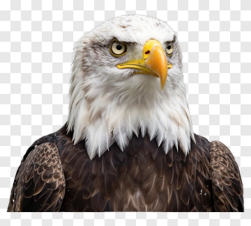 Bald Eagle Portrait PNG