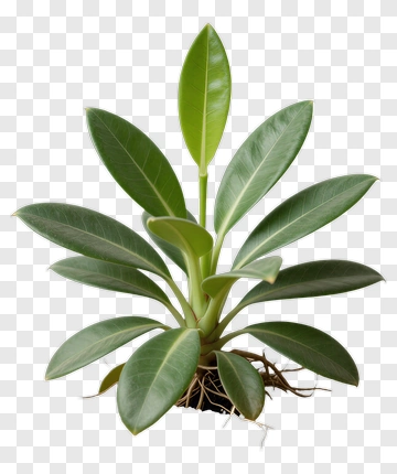 Green Potted Plant PNG