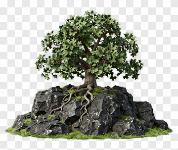 Tree Growing On Rocks PNG