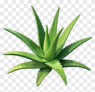 Green Aloe Vera Plant PNG