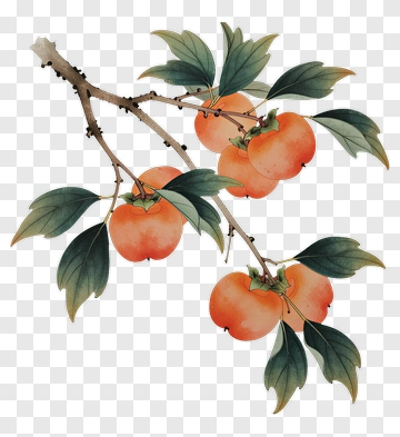 Watercolor Branch With Persimmons PNG