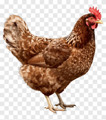 Brown Hen PNG