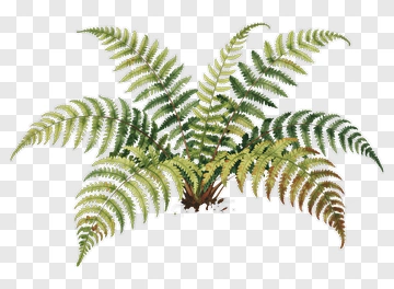 Green Fern Plant PNG