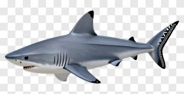 3D Shark Swimming PNG