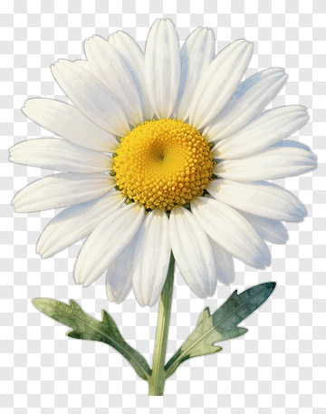 Realistic White Daisy Flower PNG