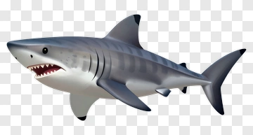 Cartoon Shark PNG