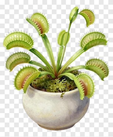 Venus Flytrap Plant In A Pot PNG