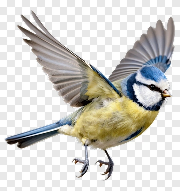 Blue Tit Bird In Flight PNG