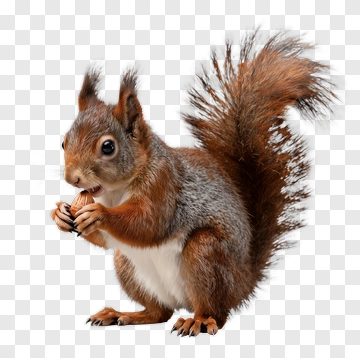 Squirrel Holding An Acorn PNG