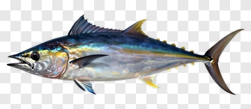 Realistic Tuna Fish PNG