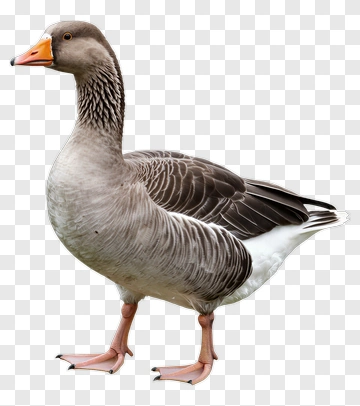 Goose Standing On Two Legs PNG