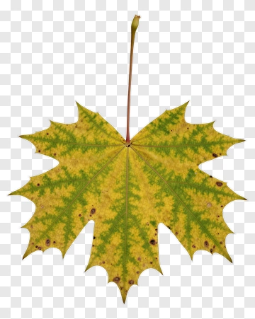 Maple Leaf PNG