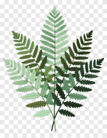 Green Fern Leaves Arrangement PNG