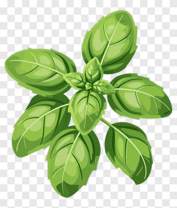 Fresh Basil Leaves PNG